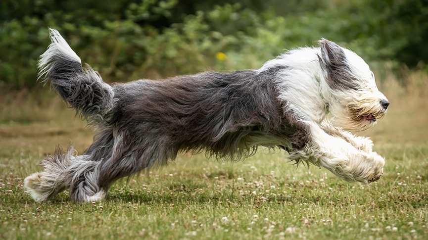 古英國牧羊犬飼養攻略-掉毛量驚人-壽命-智商及健康檢查建議
